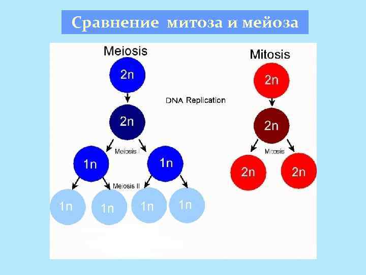 Сравнение митоза и мейоза 