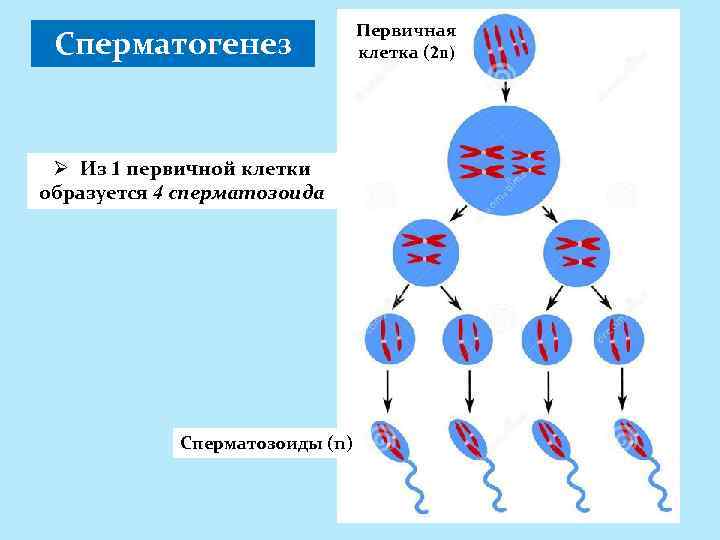 Сперматогенез Ø Из 1 первичной клетки образуется 4 сперматозоида Сперматозоиды (n) Первичная клетка (2