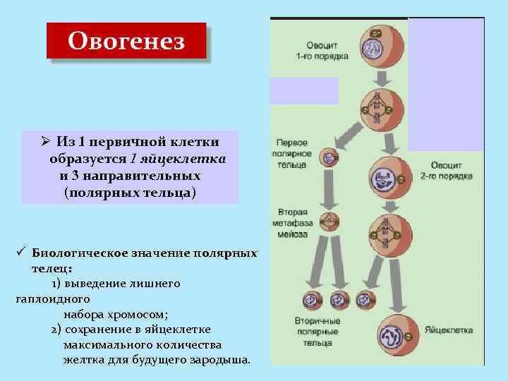 Ø Из 1 первичной клетки образуется 1 яйцеклетка и 3 направительных (полярных тельца) ü