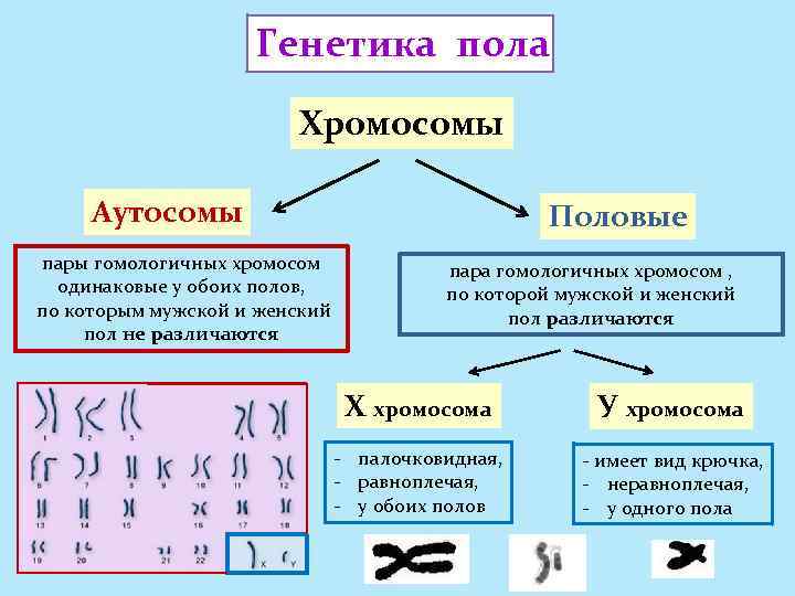 Генетика пола Хромосомы Аутосомы пары гомологичных хромосом одинаковые у обоих полов, по которым мужской