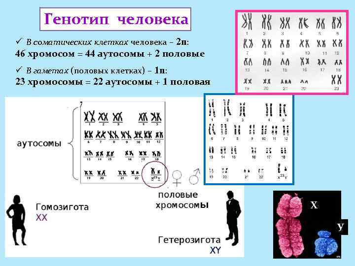 Генотип человека ü В соматических клетках человека – 2 n: 46 хромосом = 44