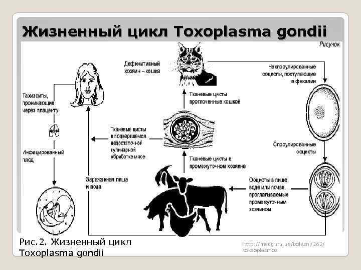 Жизненный цикл токсоплазмы схема