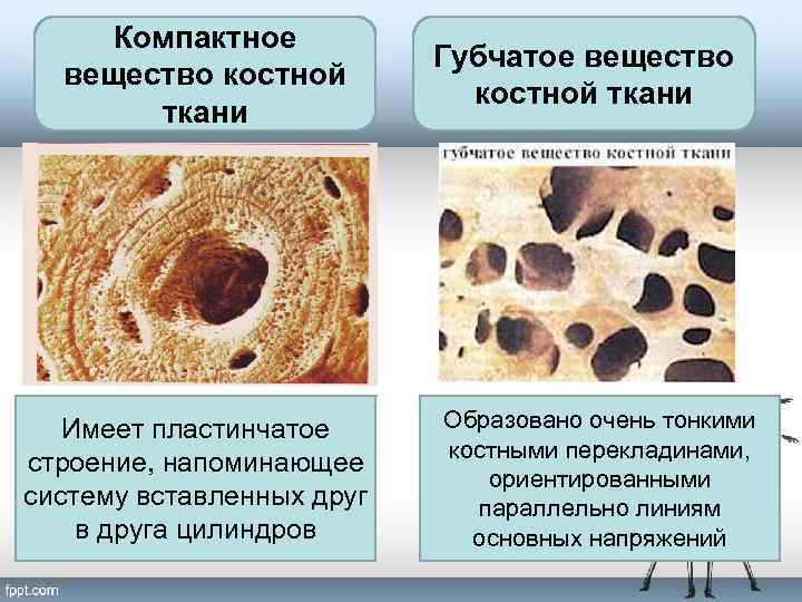 Компактное вещество костной ткани Имеет пластинчатое строение, напоминающее систему вставленных друг в друга цилиндров