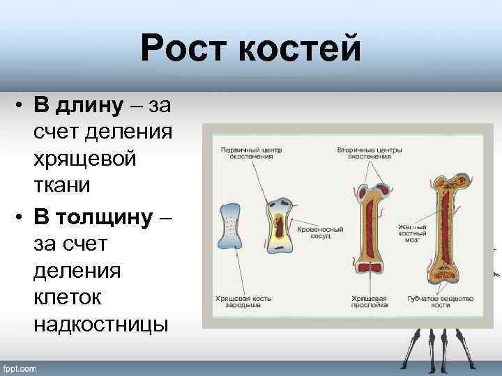 Образования костей схема