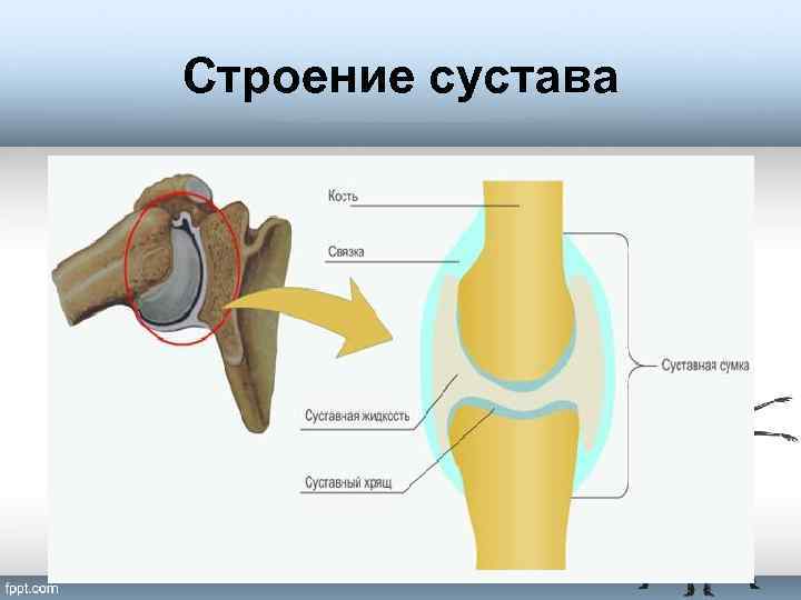 Строение 8. Строение сустава. Строение сустава человека. Строение сустава рисунок. Строение кости сустава.