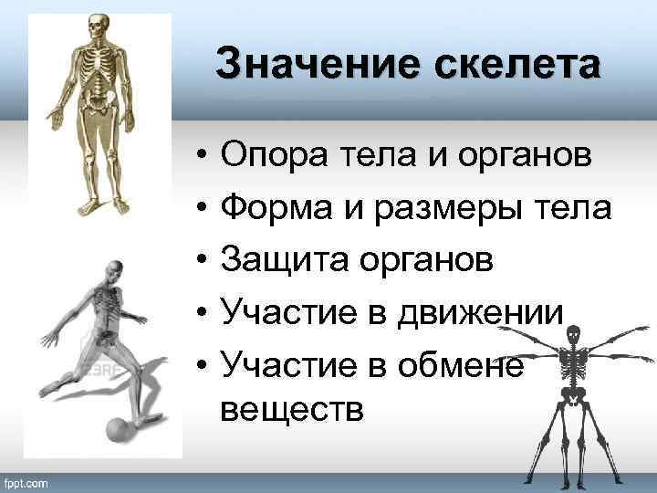 Значение скелета человека. Значенич скелета. Опора тела и движение. Скелет опора тела. Значение скелета туловища.