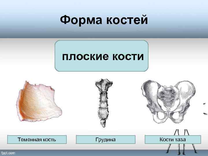 Форма костей плоские кости Теменная кость Грудина Кости таза 