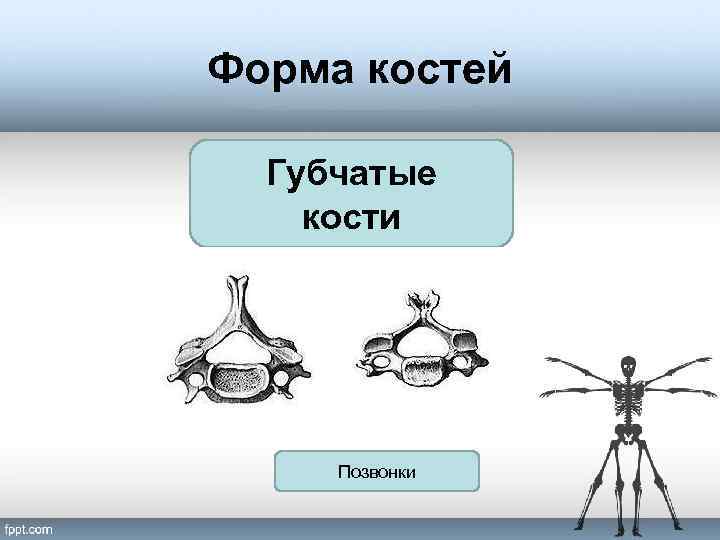 Форма костей Губчатые кости Позвонки 