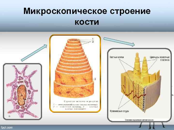 Видео строение. Микроскопическое строение кости анатомия. Микроскопическая структура кости. Микроскопическое строение костей. Микроскопическое строение кости схема.