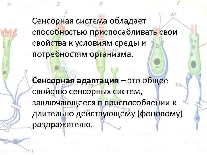 Сенсорная система обладает способностью приспосабливать свои свойства к условиям среды и потребностям организма. Сенсорная