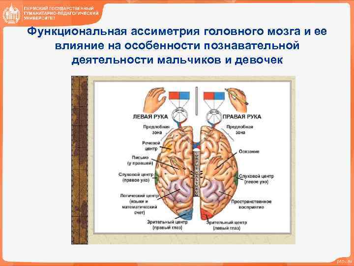 Функциональная ассиметрия головного мозга и ее влияние на особенности познавательной деятельности мальчиков и девочек