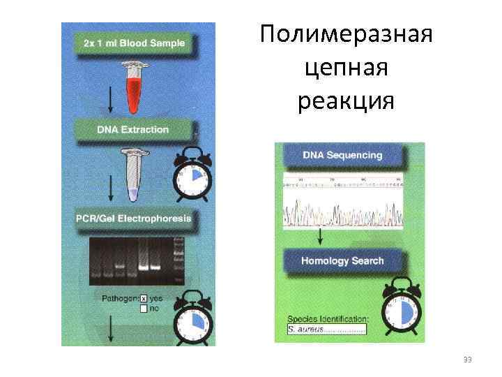 Полимеразная цепная реакция 33 