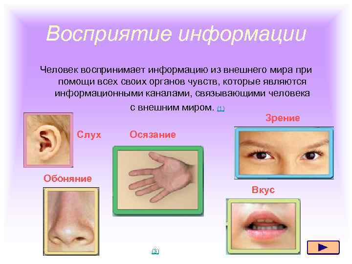 Восприятие информации Человек воспринимает информацию из внешнего мира при помощи всех своих органов чувств,