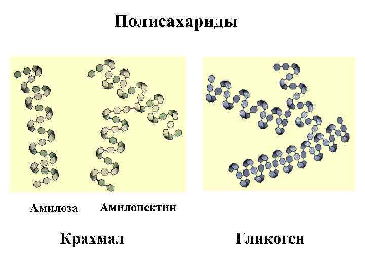 Полисахариды Амилоза Амилопектин Крахмал Гликоген 