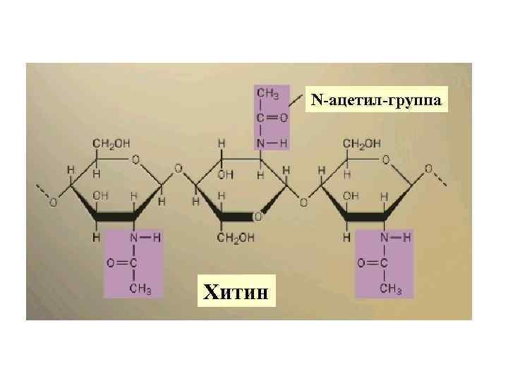 N-ацетил-группа Хитин 