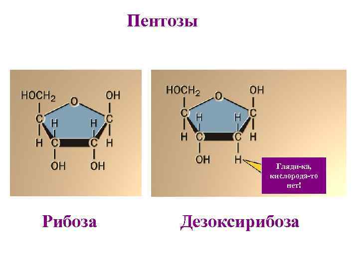 Пентозы Гляди-ка, кислорода-то нет! Рибоза Дезоксирибоза 