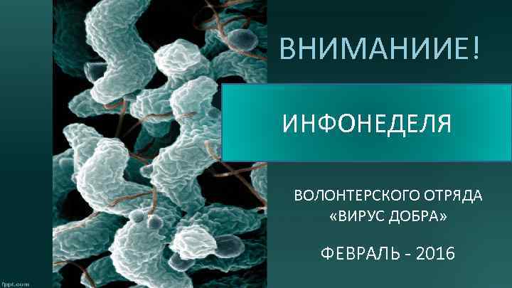 ВНИМАНИИЕ! ИНФОНЕДЕЛЯ ВОЛОНТЕРСКОГО ОТРЯДА «ВИРУС ДОБРА» ФЕВРАЛЬ - 2016 