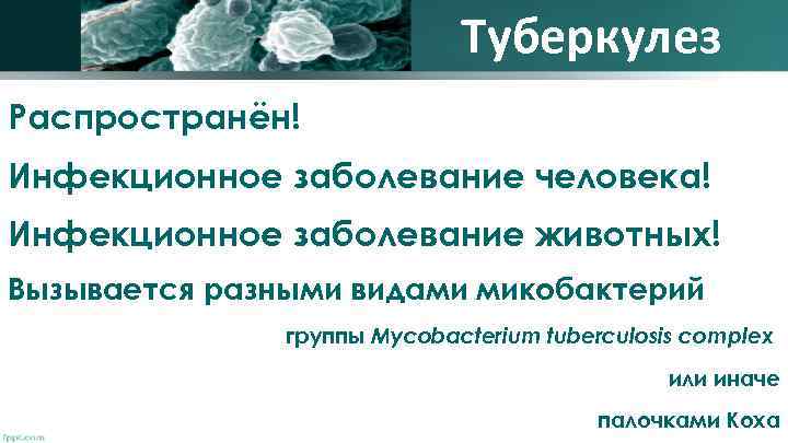 Туберкулез Распространён! Инфекционное заболевание человека! Инфекционное заболевание животных! Вызывается разными видами микобактерий группы Mycobacterium