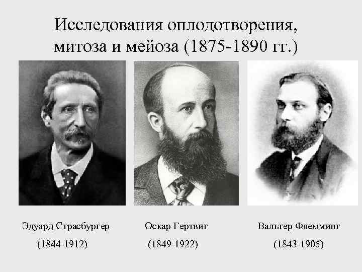 Исследования оплодотворения, митоза и мейоза (1875 -1890 гг. ) Эдуард Страсбургер Оскар Гертвиг Вальтер