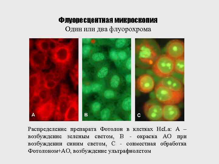 Флуоресцентная микроскопия Один или два флуорохрома Распределение препарата Фотолон в клетках He. La: А
