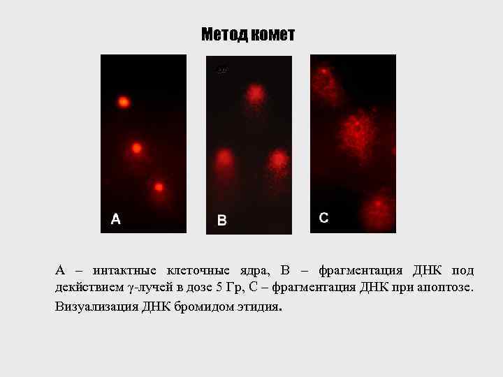 Метод комет А – интактные клеточные ядра, В – фрагментация ДНК под декйствием γ-лучей