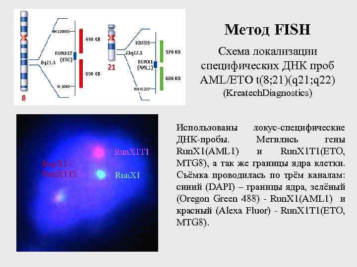 Метод FISH Схема локализации специфических ДНК проб AML/ETO t(8; 21)(q 21; q 22) (Kreatech.