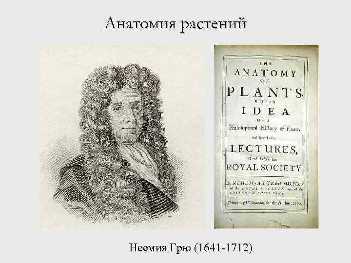 Анатомия растений Неемия Грю (1641 -1712) 