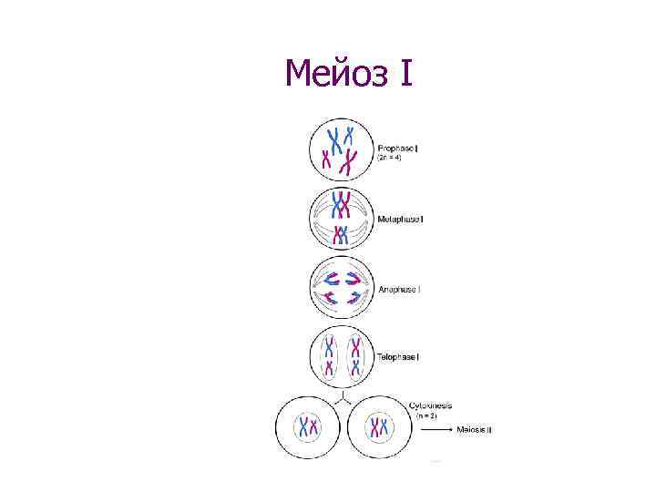 Мейоз I 