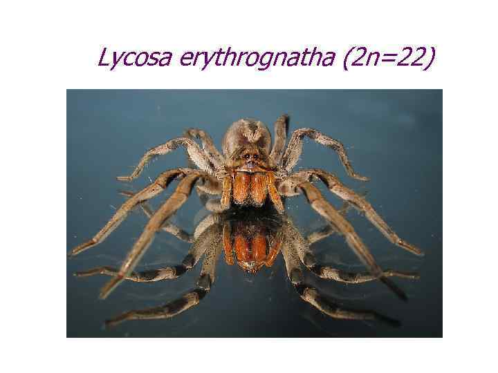 Lycosa erythrognatha (2 n=22) 