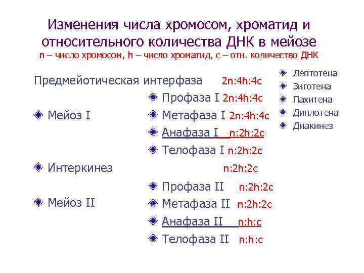 Изменения числа хромосом, хроматид и относительного количества ДНК в мейозе n – число хромосом,