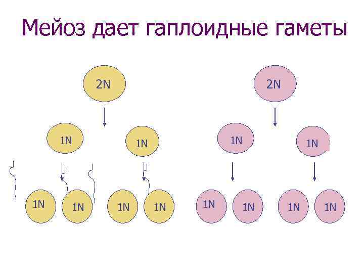 Мейоз дает гаплоидные гаметы 2 N 2 N 1 N 1 N 1 N