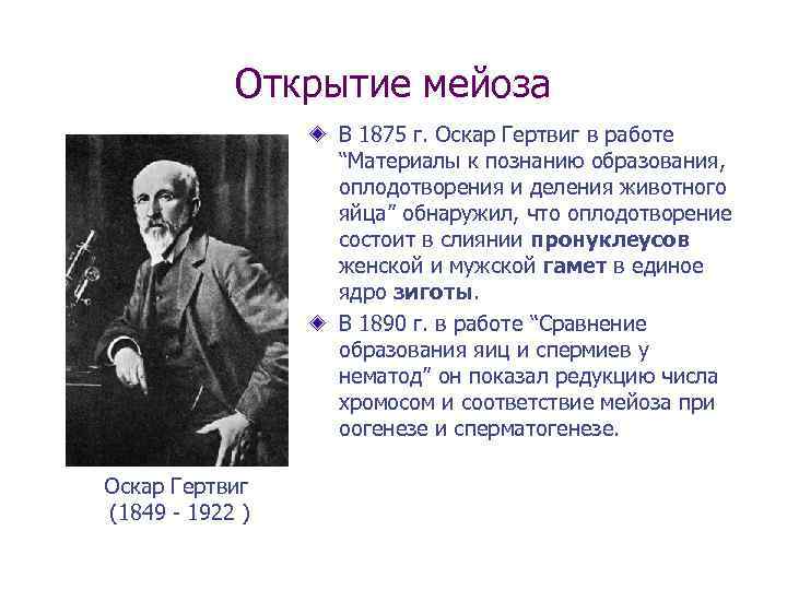 Открытие мейоза В 1875 г. Оскар Гертвиг в работе “Материалы к познанию образования, оплодотворения