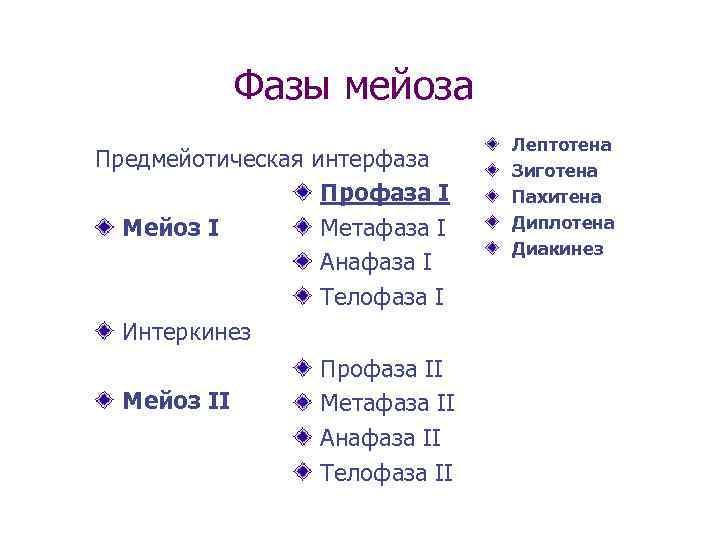Фазы мейоза Предмейотическая интерфаза Профаза I Метафаза I Мейоз I Анафаза I Телофаза I