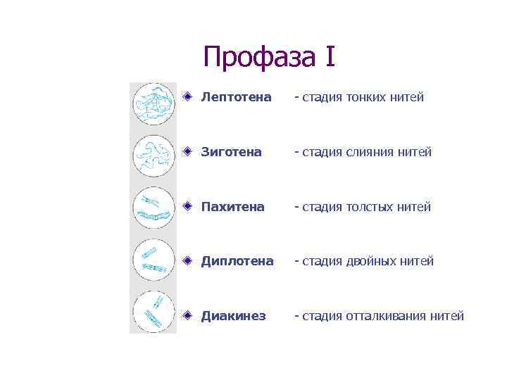 Профаза I Лептотена - стадия тонких нитей Зиготена - стадия слияния нитей Пахитена -