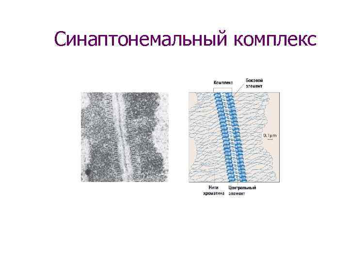 Синаптонемальный комплекс 