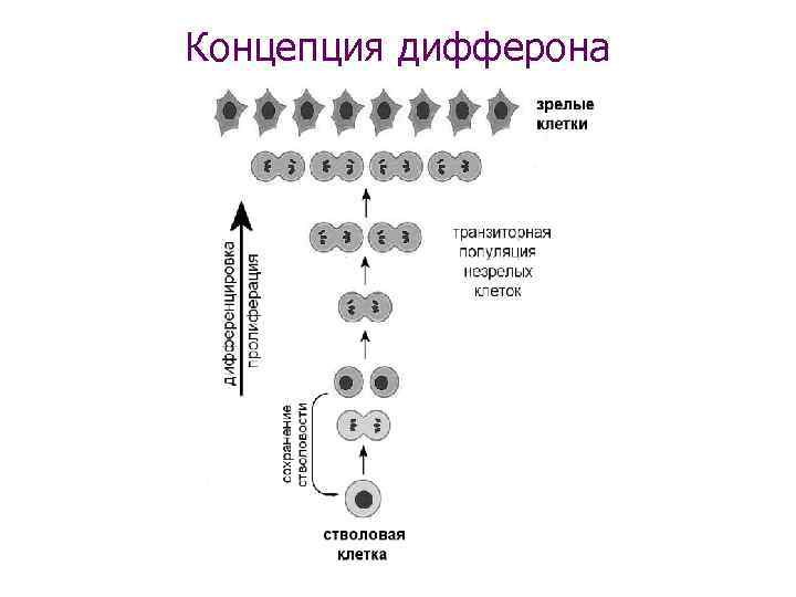 Концепция дифферона 