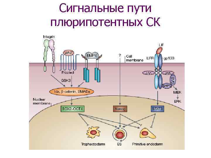 Сигнальные пути плюрипотентных СК 