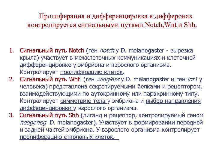 Пролиферация и дифференцировка в дифферонах контролируется сигнальными путями Notch, Wnt и Shh. 1. Сигнальный