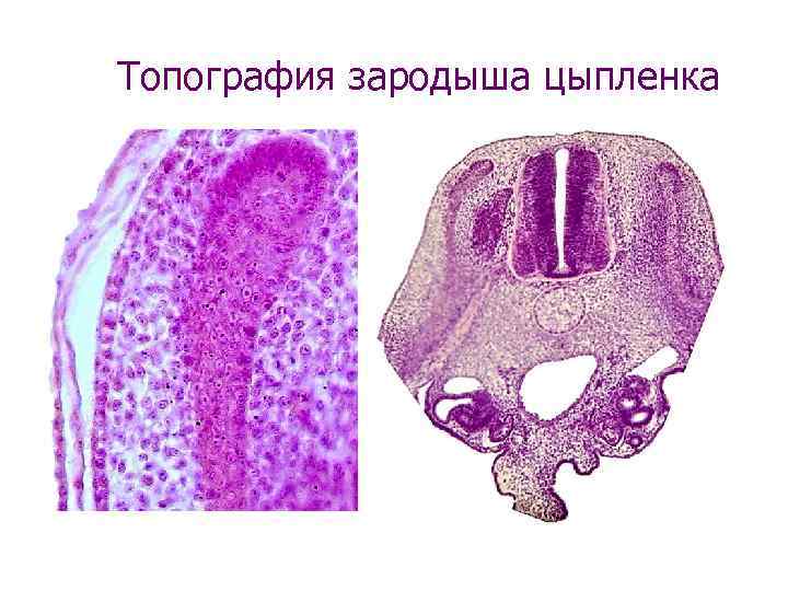 Топография зародыша цыпленка 