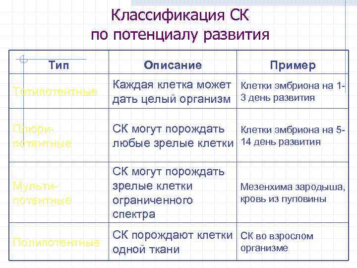 Классификация СК по потенциалу развития Тип Описание Пример Тотипотентные Каждая клетка может Клетки эмбриона