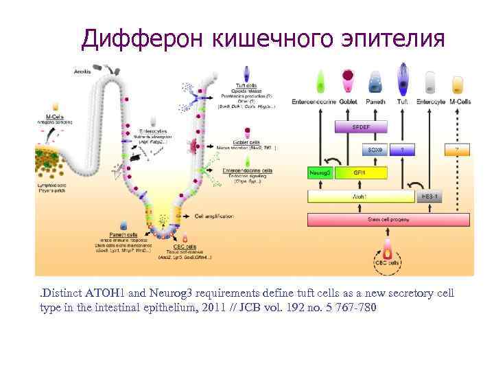 Гемопоэтическая стволовая клетка презентация