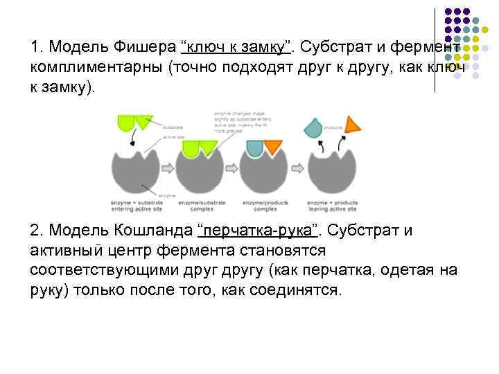 1. Модель Фишера “ключ к замку”. Субстрат и фермент комплиментарны (точно подходят друг к