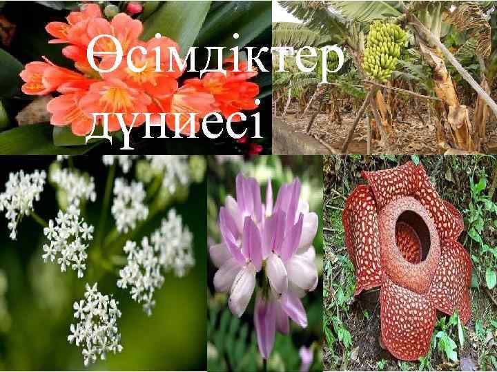 Өсімдіктер дүниесі 