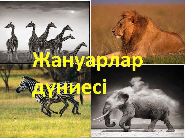 Жануарлар дүниесі 