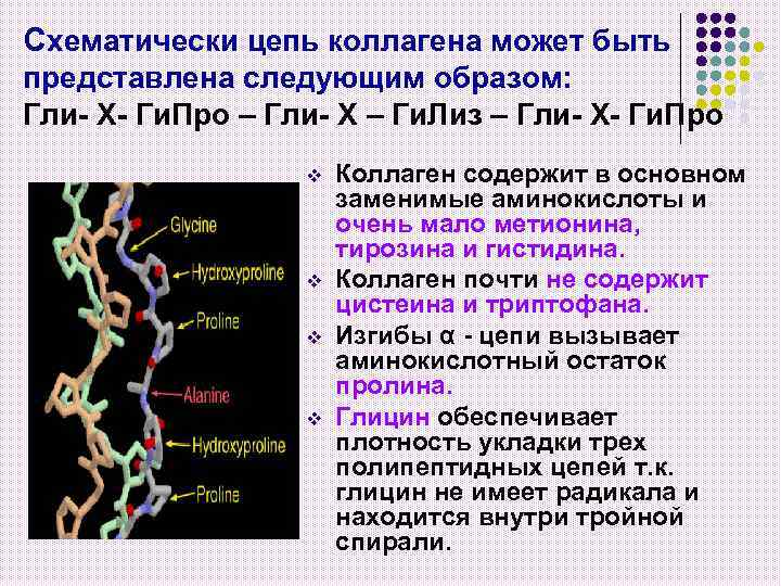 Схематически цепь коллагена может быть представлена следующим образом: Гли- Х- Ги. Про – Гли-