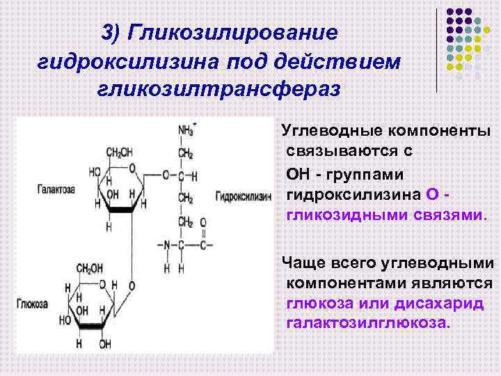 3) Гликозилирование гидроксилизина под действием гликозилтрансфераз Углеводные компоненты связываются с ОН - группами гидроксилизина