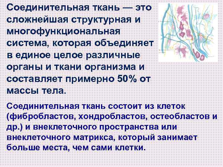 Соединительная ткань — это сложнейшая структурная и многофункциональная система, которая объединяет в единое целое