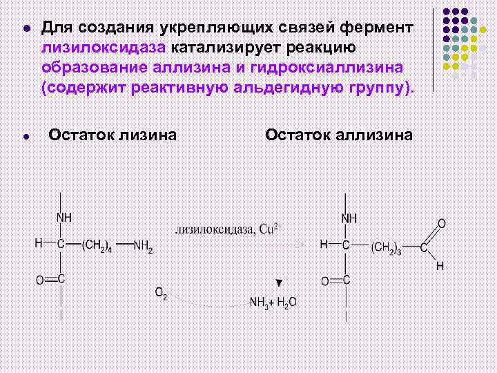 l l Для создания укрепляющих связей фермент лизилоксидаза катализирует реакцию образование аллизина и гидроксиаллизина