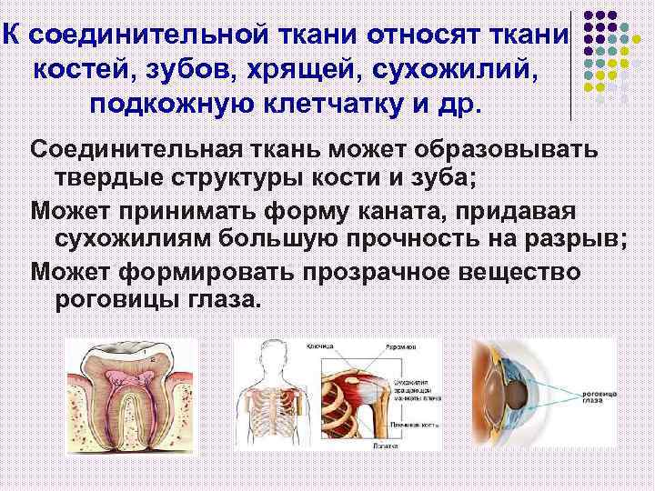 К соединительной ткани относят ткани костей, зубов, хрящей, сухожилий, подкожную клетчатку и др. Соединительная