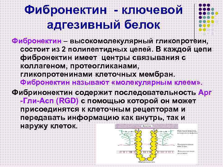 Фибронектин - ключевой адгезивный белок Фибронектин – высокомолекулярный гликопротеин, состоит из 2 полипептидных цепей.